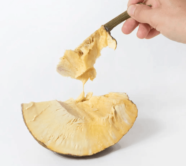Cooked ʻulu (breadfruit) piece held in hand