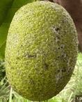ʻUlu Tree: ʻAveloloa Varietal