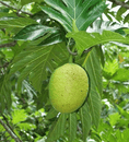 ʻUlu Tree: Puaʻa Varietal