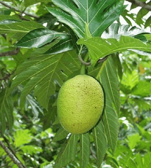 ʻUlu Tree: Puaʻa Varietal