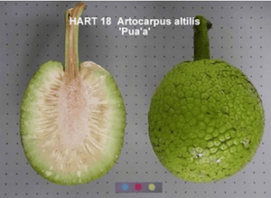 ʻUlu Tree: Puaʻa Varietal