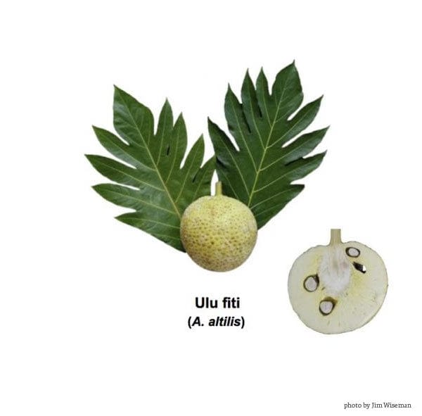 ʻUlu Tree: Fiti Varietal – Hawaiʻi 'Ulu Co-op