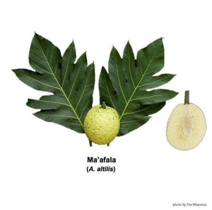 ʻUlu Tree: Maʻafala Varietal