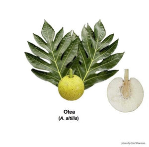 ʻUlu Tree: Otea Varietal