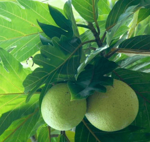 ʻUlu Tree: Fiti Varietal