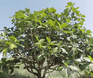 ʻUlu Tree: Maopo Varietal