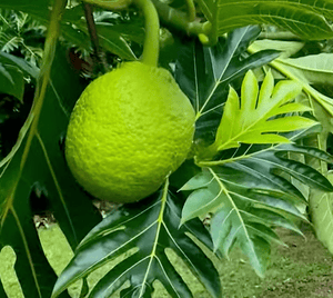 ʻUlu Tree: Maoli (“Hawaiian”) Varietal
