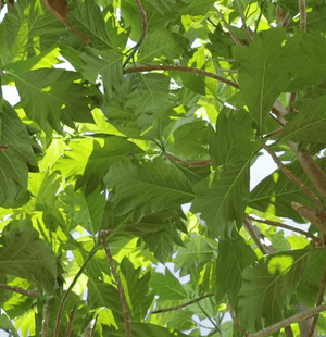 ʻUlu Tree: Maopo Varietal