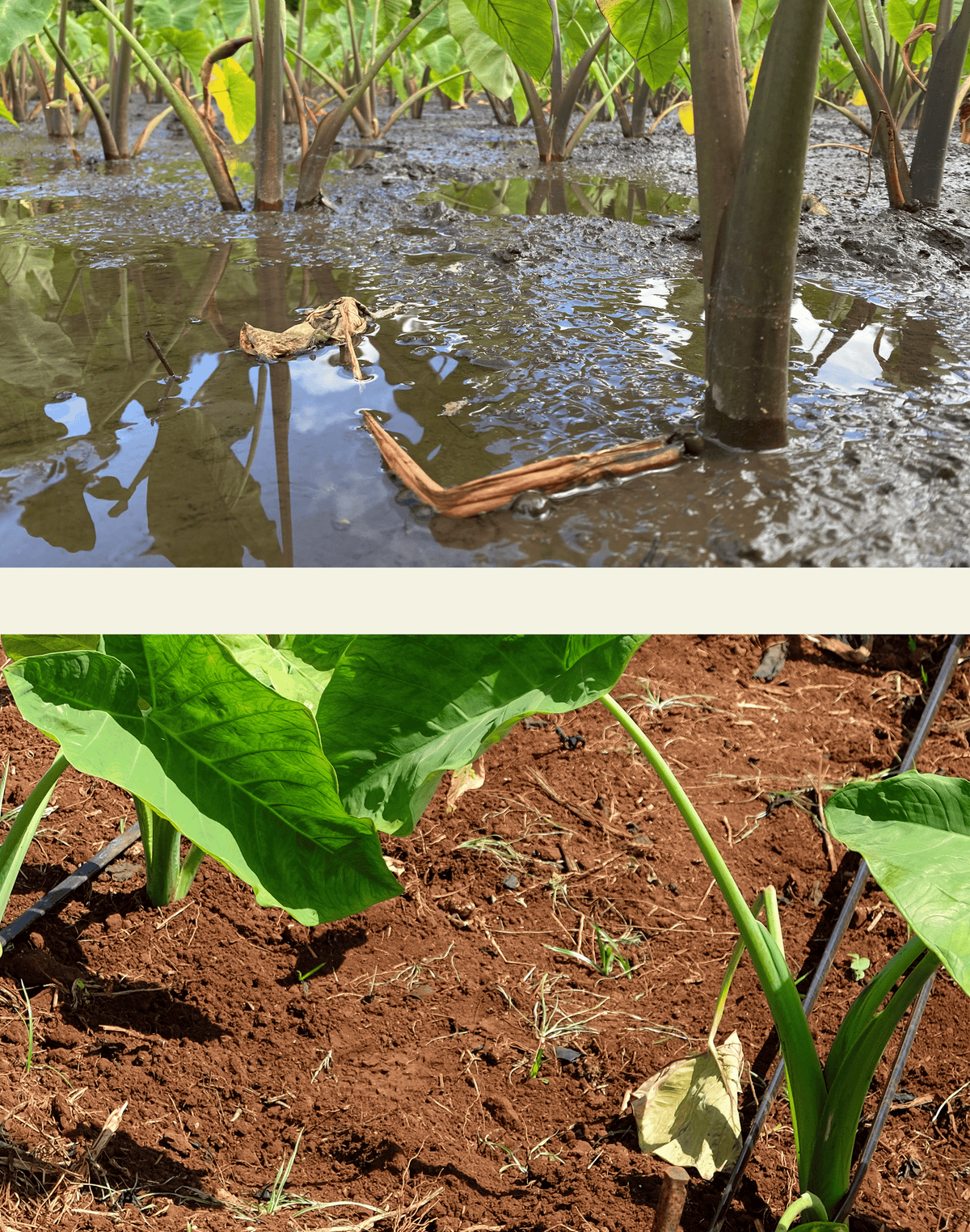What is Taro? Meet Hawaii's Staple: Kalo – Hawaiʻi ʻUlu Cooperative