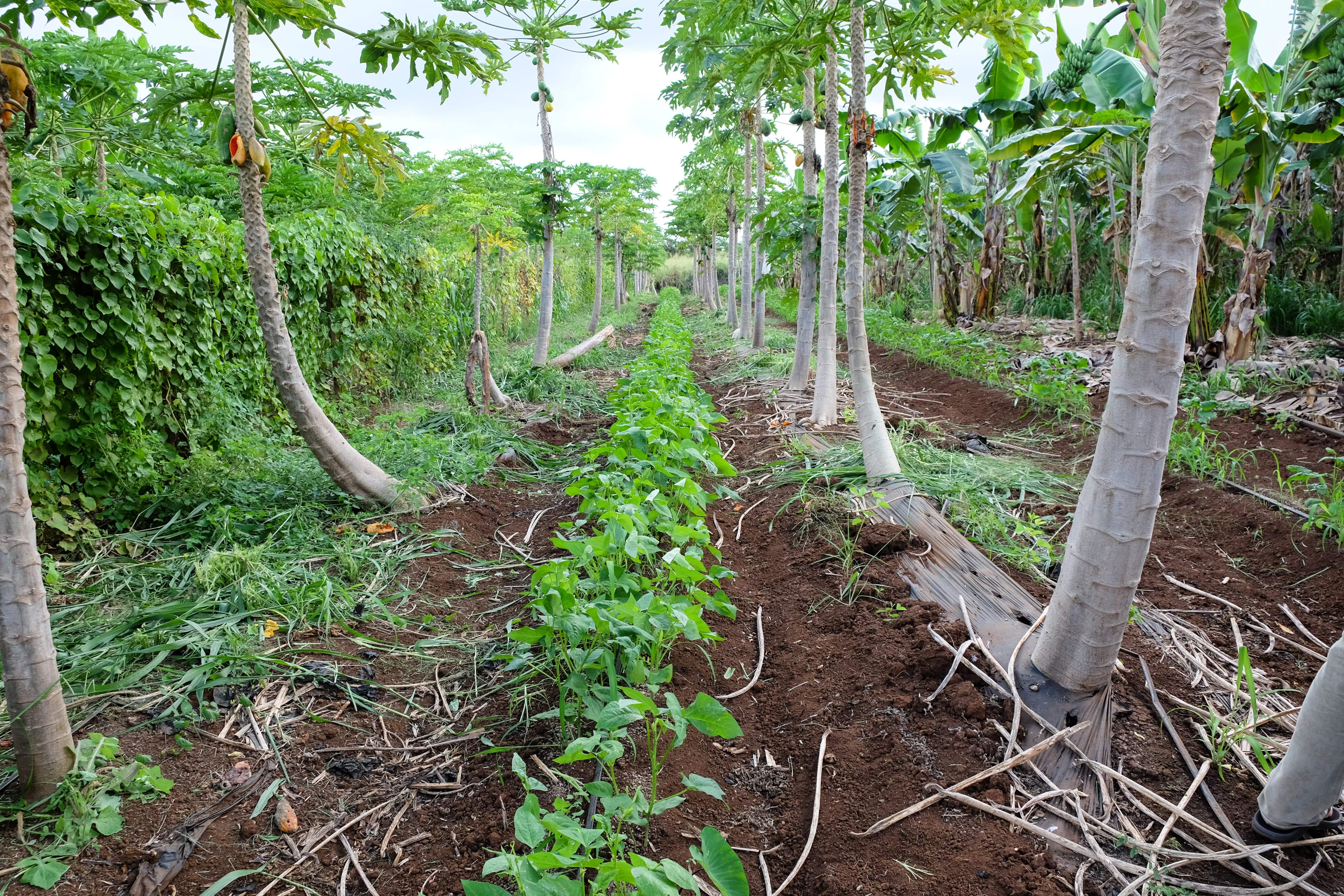 Meet ʻUala: Hawaii Sweet Potato – Hawaiʻi ʻUlu Cooperative