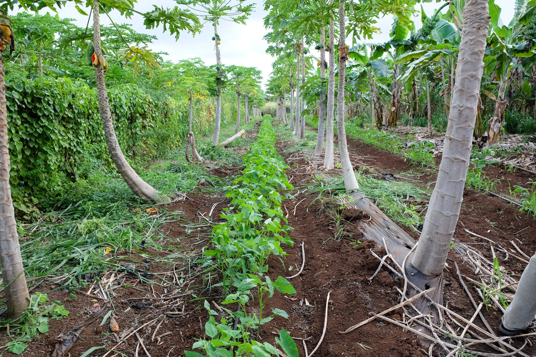 Meet ʻUala: Hawaii Sweet Potato – Hawaiʻi ʻUlu Cooperative