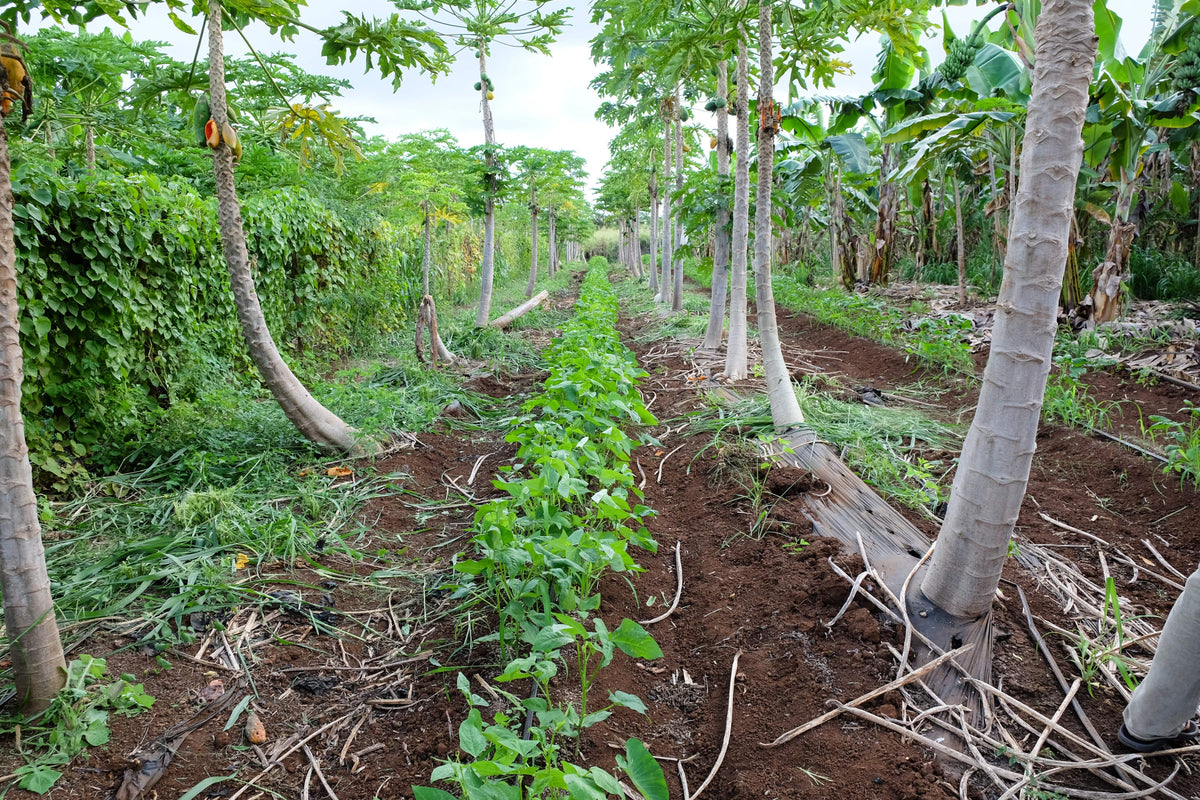Meet ʻUala: Hawaii Sweet Potato – Hawaiʻi ʻUlu Cooperative