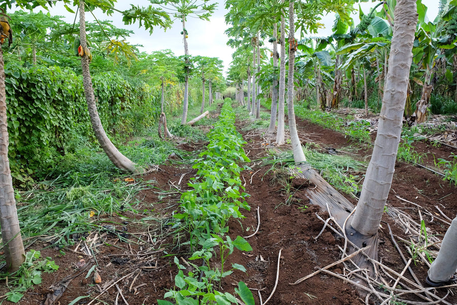 Meet ʻUala: Hawaii Sweet Potato – Hawaiʻi ʻUlu Cooperative