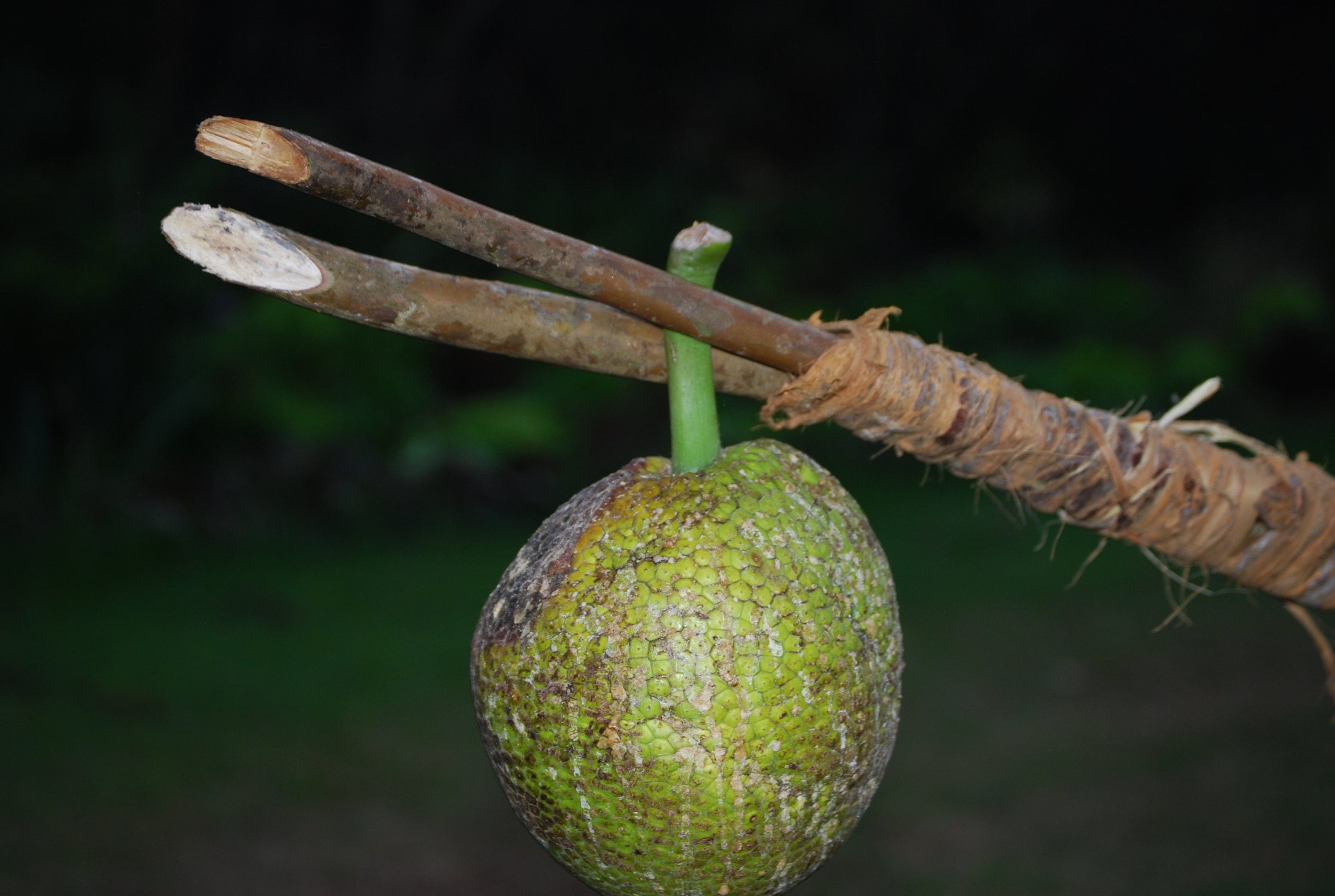 What is breadfruit? Read up in our Blogs – Hawaiʻi ʻUlu Cooperative