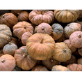 Palaʻai (Winter Squash) Bulk