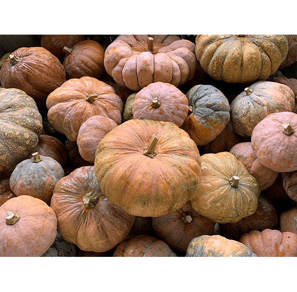 Palaʻai (Winter Squash) Bulk
