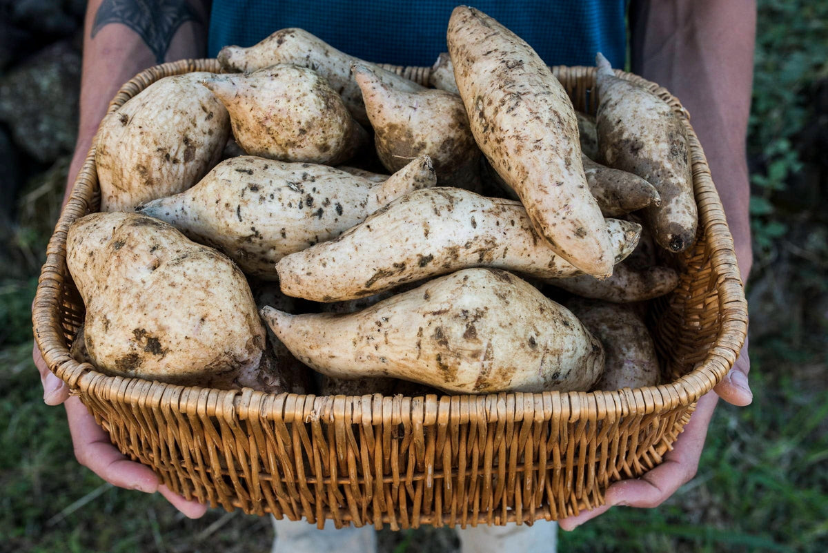 ‘Ulu Recipes – Hawaiʻi ʻUlu Cooperative