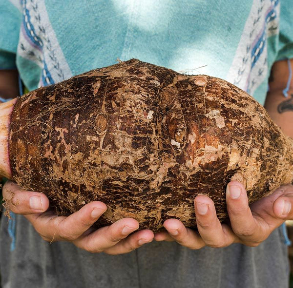 Kalo (Taro)