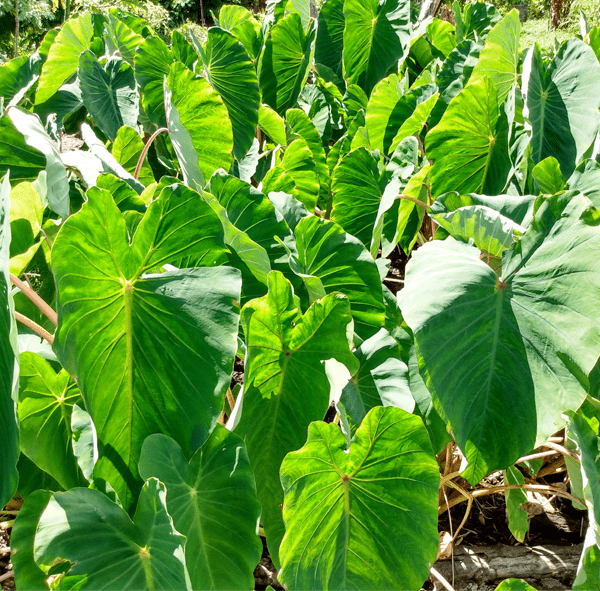 Kalo Recipe-Ready Packs