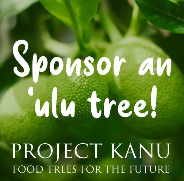 Donate an ‘Ulu Tree for Lāhainā